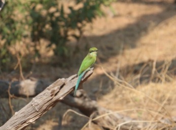 Swallow- Tailed Bee Eater