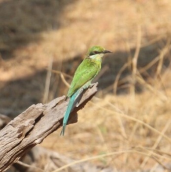Swallow- Tailed Bee Eater